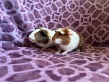 Rescue Guinea Pig Guinea Pigs for Adoption in Santa Cruz, California - Sammy & Chip | PetCurious